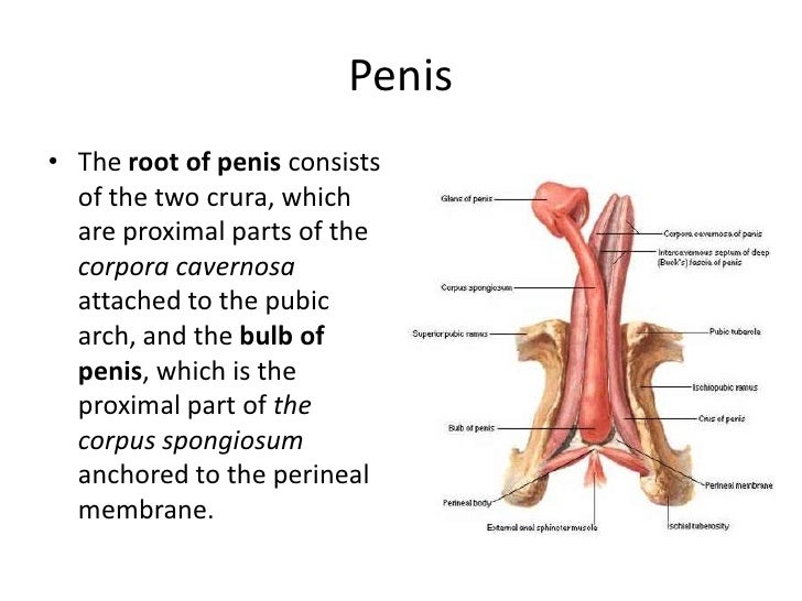 sensitive areas of penis Sensitive areas of penis